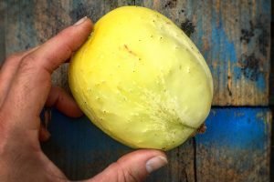 citroenkomkommer kweken