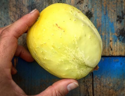 Citroenkomkommer, de gele ronde komkommer