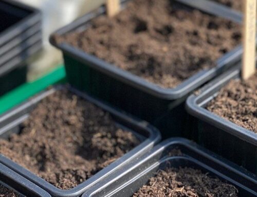 Moestuin beginnersfouten: de meest gemaakte op een rij