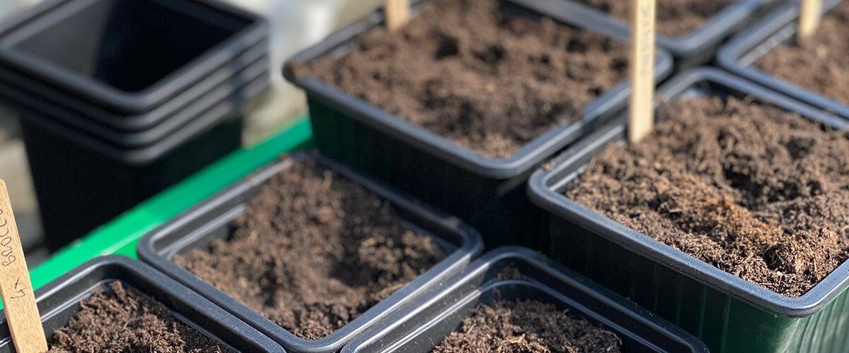 moestuin beginnersfouten