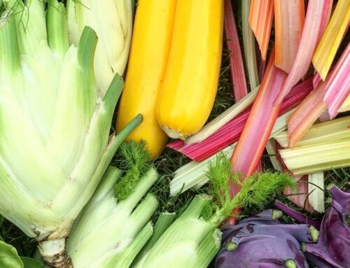 Moestuin beginnen? 5 redenen om vandaag nog te starten