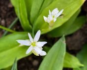 Witte daslook bloemen in de kruidentuin