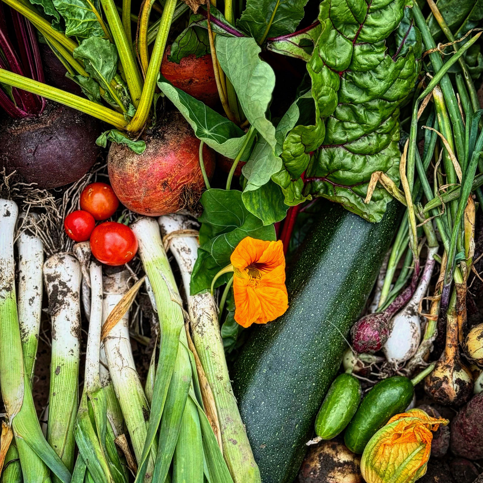 soeptuin oogst voor de soeptuin